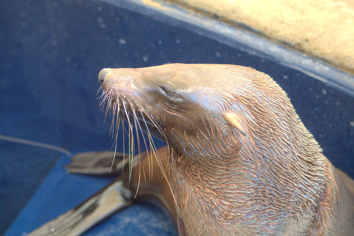 IMGP7171  Arctocephalus forsteri,Australian fur seal