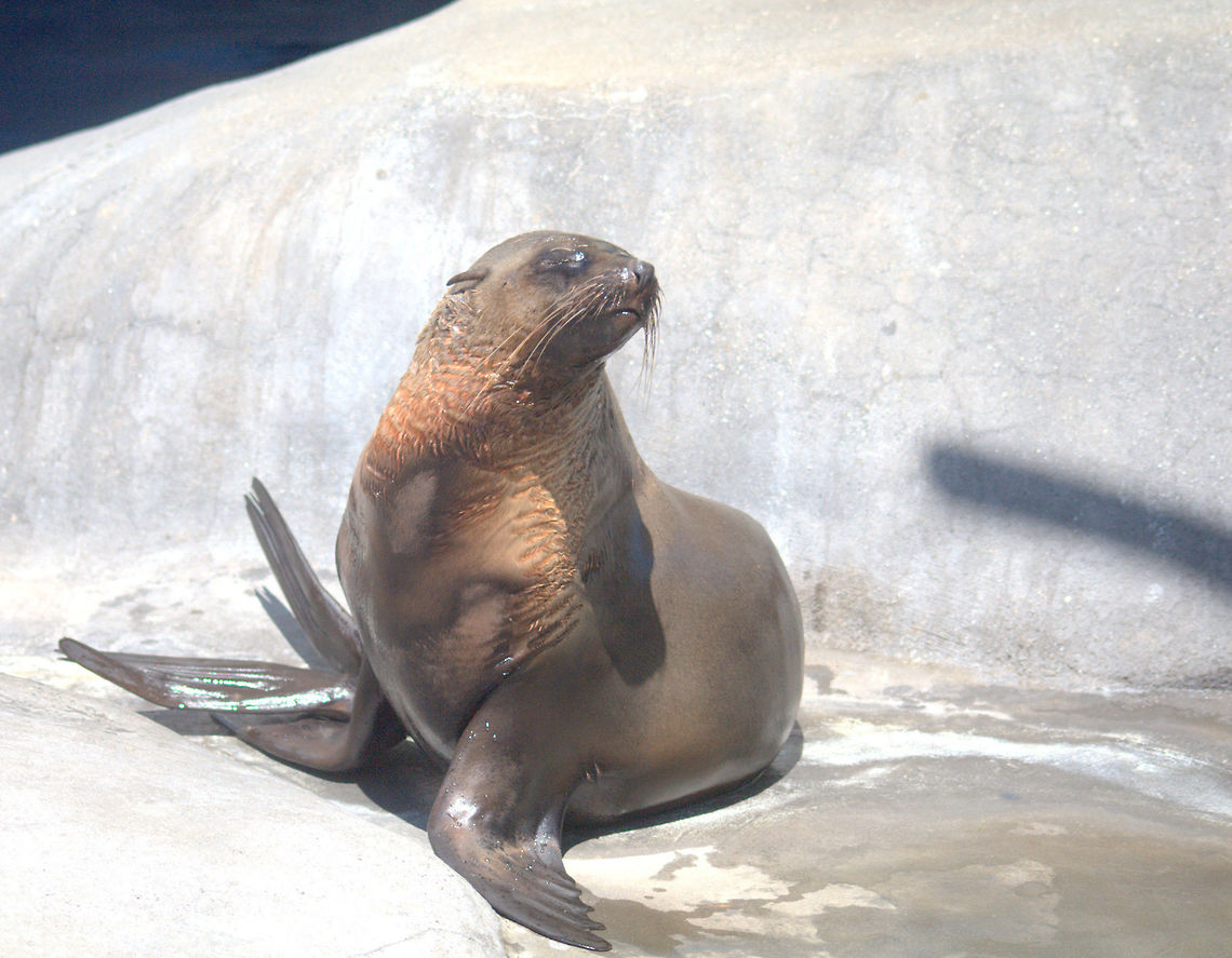 IMGP7172-001  Arctocephalus forsteri,Australian fur seal