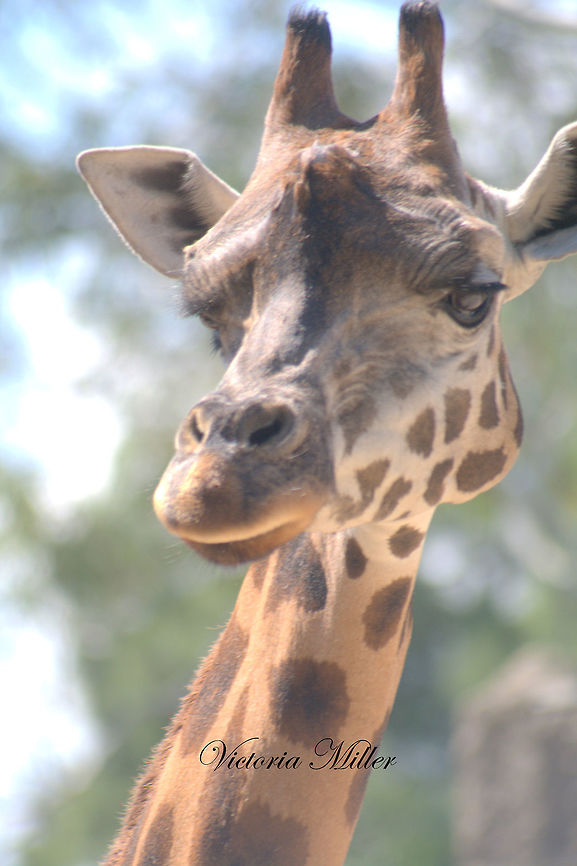 IMGP7212  Giraffa camelopardalis,Giraffa camelopardalis tippelskirchi,Giraffe,Maasai Giraffe