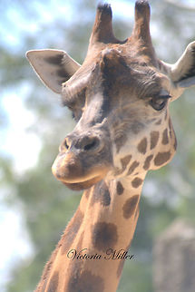 IMGP7212  Giraffa camelopardalis,Giraffa camelopardalis tippelskirchi,Giraffe,Maasai Giraffe