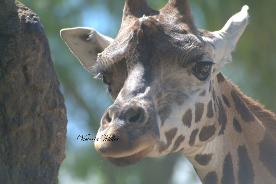 IMGP7219  Giraffa camelopardalis,Giraffe