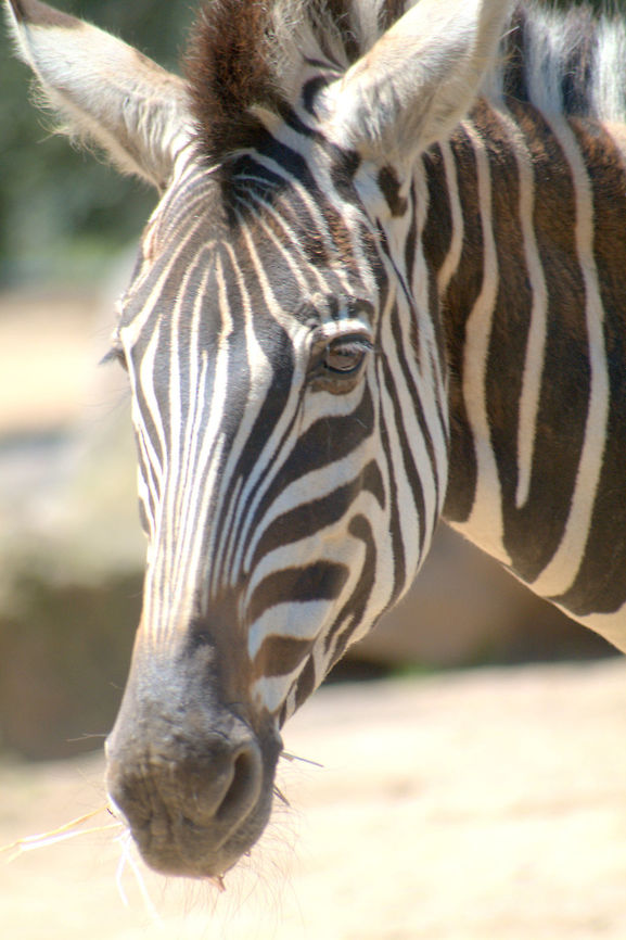 IMGP7222  Equus quagga,Plains zebra