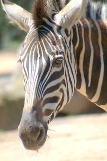 IMGP7222  Equus quagga,Plains zebra