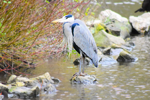 Heron Beautiful heron enjoying the winter sunshine Ardea herodias,Great Blue Heron