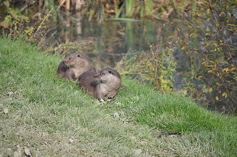 Otterific  European otter,Lutra lutra