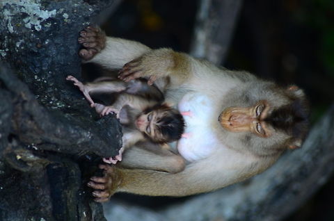 A long Journey Awaits You, Little One As mum looks on to her infant of how the future will be while little one feels safe in mum's care. This picture was taken at a swamp in Lumut, Perak. It's a walk through park where the animals roam wild in their habitat Geotagged,Malaysia,Winter,infant,lumut,macaque,perak,primates,southern pig-tailed macaque
