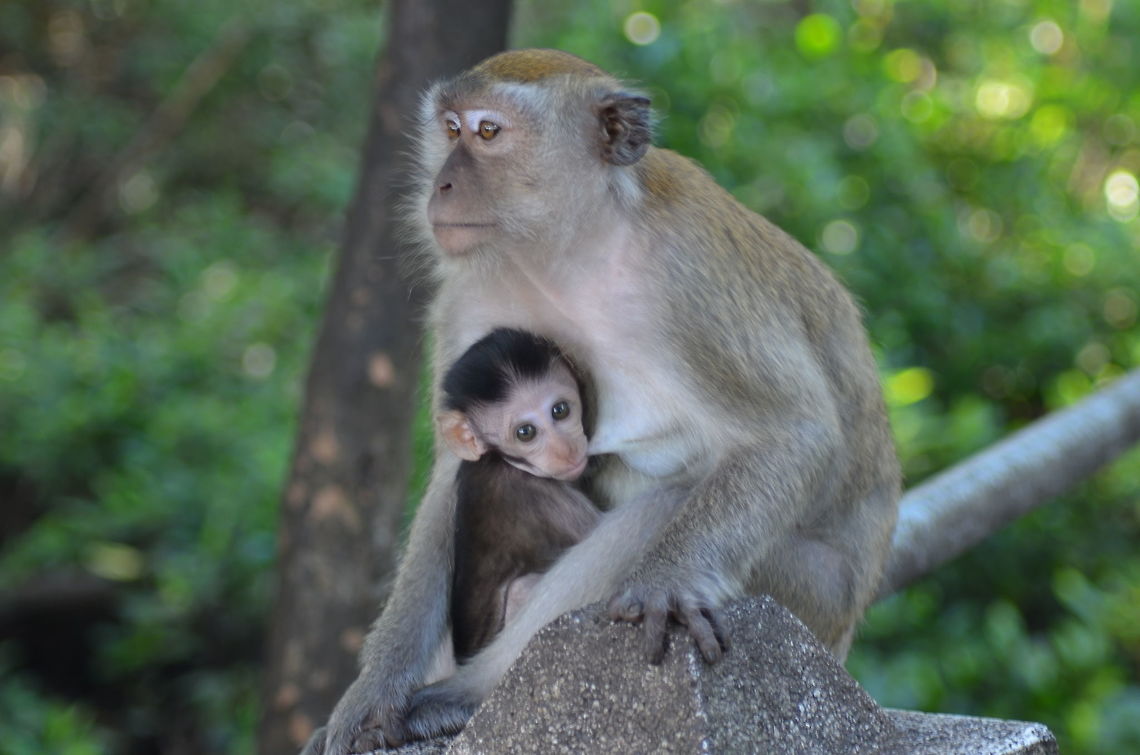 A Mother's Bond A long-tailed macaque is seen feeding her infant. The non-camera shy infant looks straight into the camera with his big brown eyes.  Crab-eating macaque,Geotagged,Long-tailed macaque,Macaca fascicularis,Malaysia,Winter,baby,infant,lumut,macaque,mother,perak