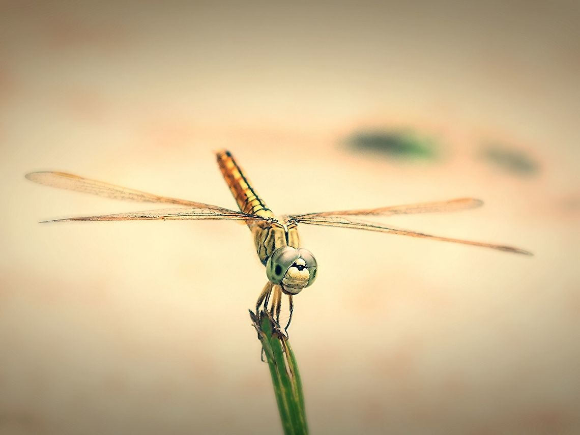 Thumbi.. This is a common fly that is found in the parts of Kerala. In the local language, it is called "Thumbi". Usually, the fly is seen just after the rains to enjoy the warmth of the Sun. This is why the Onam season of Kerala also marks the arrival of this fly in the court-yards and among the bushes. They are seen in abundance during that season.