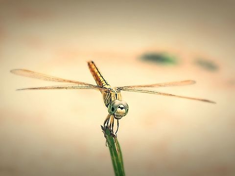 Thumbi.. This is a common fly that is found in the parts of Kerala. In the local language, it is called "Thumbi". Usually, the fly is seen just after the rains to enjoy the warmth of the Sun. This is why the Onam season of Kerala also marks the arrival of this fly in the court-yards and among the bushes. They are seen in abundance during that season.
