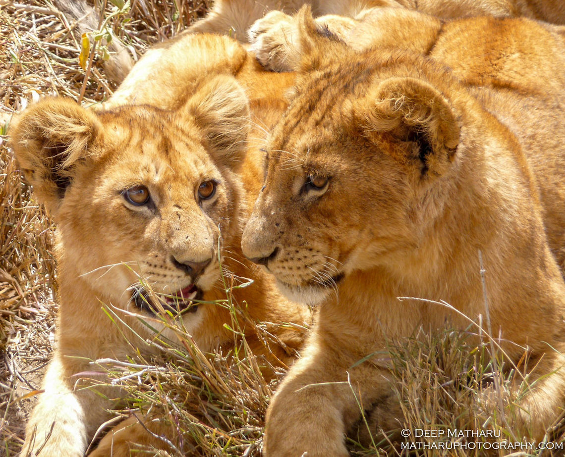 An up close image of two lion cubs in Tanzania, Africa After a full day in the safari vehicle, our tour guide spotted a group of cubs. I was lucky to quickly snap this photo of two cubs that look engaged in conversation. I call this image Best Friends.  Lion,Panthera leo