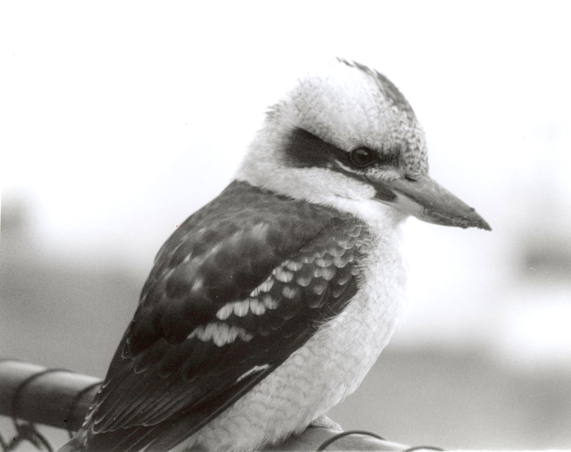 Kookaburra KIngfisher family  Dacelo novaeguineae,Laughing Kookaburra