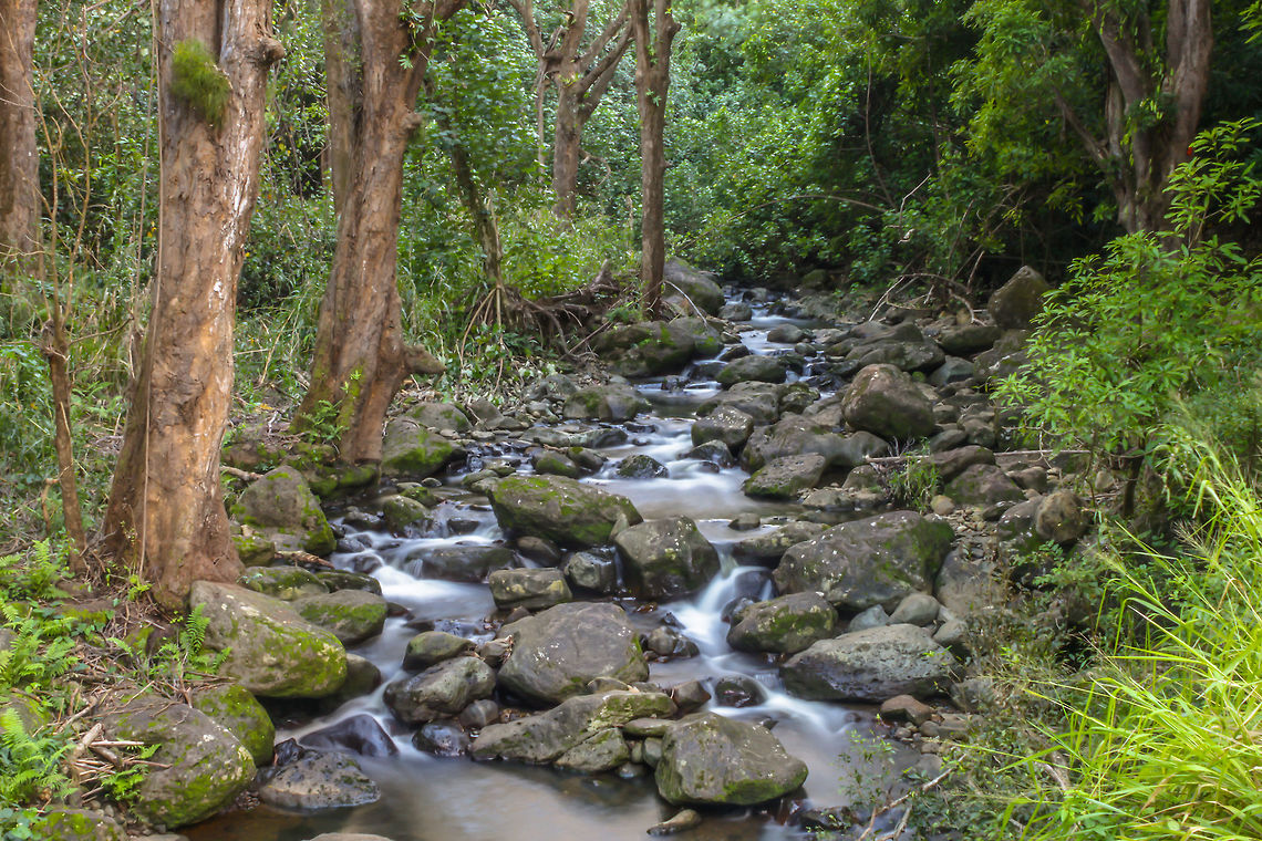 Hawaiian Rainforest River This beautiful river and waterfall combo can be found along the Akuni Pule Highway in Hawaii. It is near the &quot;Death&#039;s End&quot; cliffs, which is a popular tourist attraction. However this one was completely deserted of any kind of people making it ideal for photos. Geotagged,United States,Winter,grass,green,landscape,nature,river,rivers,trees,waterfall,waterfalls,wildlife