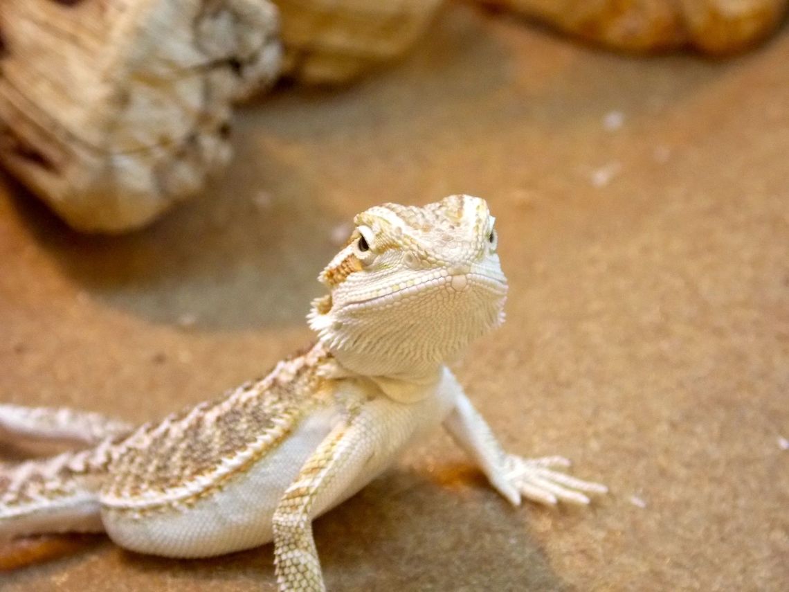 Bearded Dragon No, sadly, I did not take this photo in Australia. (I would've loved that though). This was taken at the Phoenix Zoo with my old Nikon L810. My Canon had no battery left, so I had to use my backup camera. This one didn't turn out too bad though. Central bearded dragon,Pogona vitticeps,animal,bearded,dragon,lizard,nature,photogrpahy,wildlife,zoo