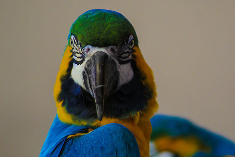 Stunning True Parrot I captured this stunning True Parrot while I was in Hawaii. He looked right at me just as I pressed the shutter, giving me a picture of one of the most stunning creatures on the planet. Ara ararauna,Blue-and-yellow macaw,Geotagged,United States,Winter,animals,birds,exotic,hawaii,jungle,parrot,photography,rainforest,true parrot,wildlife