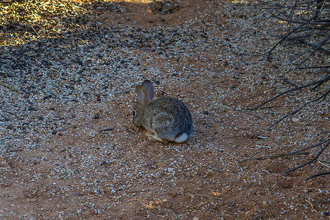 My little friend Not really sure what species of rabbit this is, although it is a common one I can say that. Captured this when I was at the Gilbert Riparian Preserve. Desert cottontail,Fall,Geotagged,Sylvilagus audubonii,United States,bunny,macro,nature,rabbit,united states,wildlife