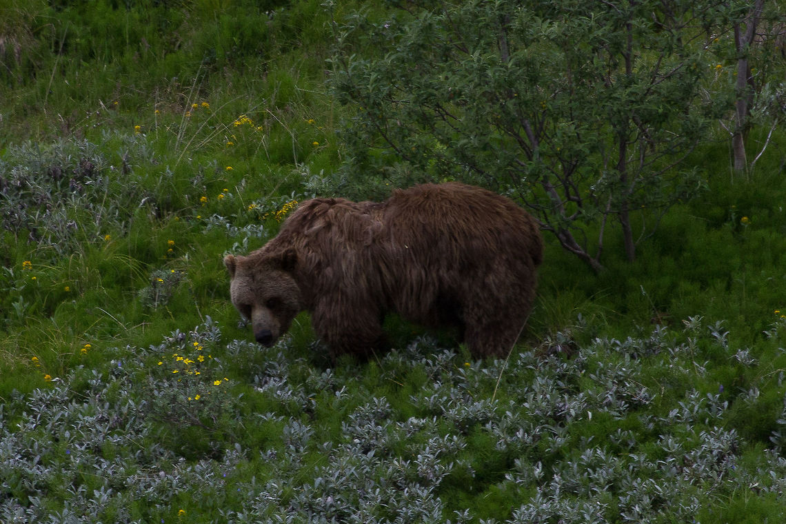 Alaskan Grizzly I was on an expedition with National Geographic and we happened to be in Denali national park when I spotted this grizzly foraging for food.  Geotagged,Grizzly bear,Summer,United States,Ursus arctos horribilis