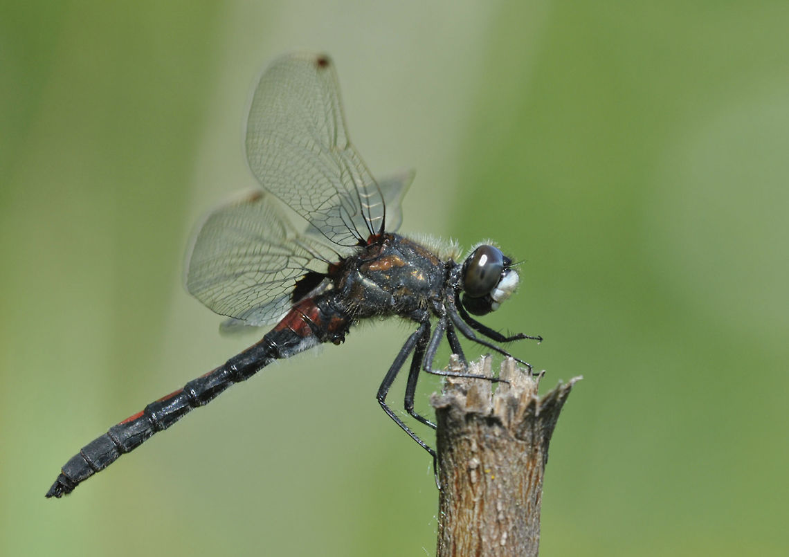 Ruby Whiteface, Tohmajärvi, Finland I photographed this Ruby Whiteface (Leucorrhinia rubicunda) on the Finnish-Russian border in Tohmaj&auml;rvi in June 2013. Finland,Geotagged,Leucorrhinia,Leucorrhinia rubicunda,Ruby whiteface,Spring,closeup,dragonfly,finland,whiteface