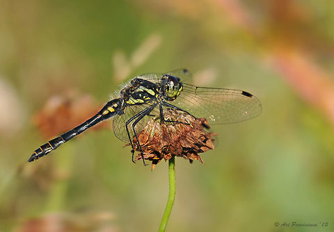 Black Darter male (Sympetrum danae) This male Black darter has been photographed in Joensuu, Finland, at the beginning of August 2015. This is probably not yet fully mature because it still has some yellow markings on its thorax and abdomen.  Black darter,Darter,Dragonfly,Fall,Finland,Geotagged,Summer,Sympetrum,Sympetrum danae,autumn,black meadowhawk,meadowhawk