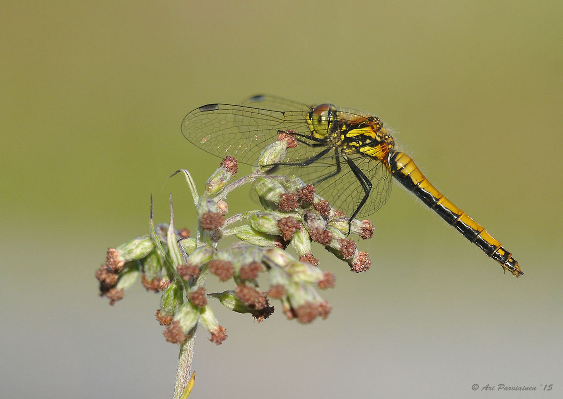 Black Darter female (Sympetrum danae) Black Darter is one of the most abundant dragonflies in late summer and early autumn in eastern Finland. This female has been captured at the beginning of August 2015. Black Darter,Black darter,Darter,Dragonfly,Finland,Geotagged,Summer,Sympetrum,Sympetrum danae,autumn,fall,female