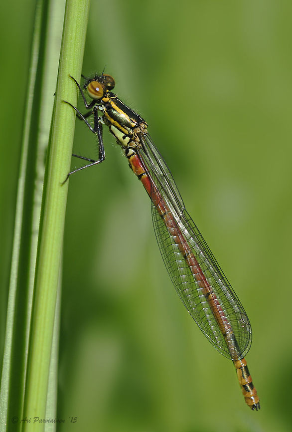 Pyrrhosoma nymphula, Liperi, Finland Large Red Damselfly (Pyrrhosoma nymphula) is the only mainly red Damselfly species in Finland. This was the first for me and I was lucky to have a chance to photograph it for a while. Coenagrionidae,Finland,Geotagged,Large Red Damselfly,Pyrrhosoma nymphula,Spring,damselfly,finland,insect,large red damselfly,liperi,odonata,pyrrhosoma,pyrrhosoma nymphula,zygoptera