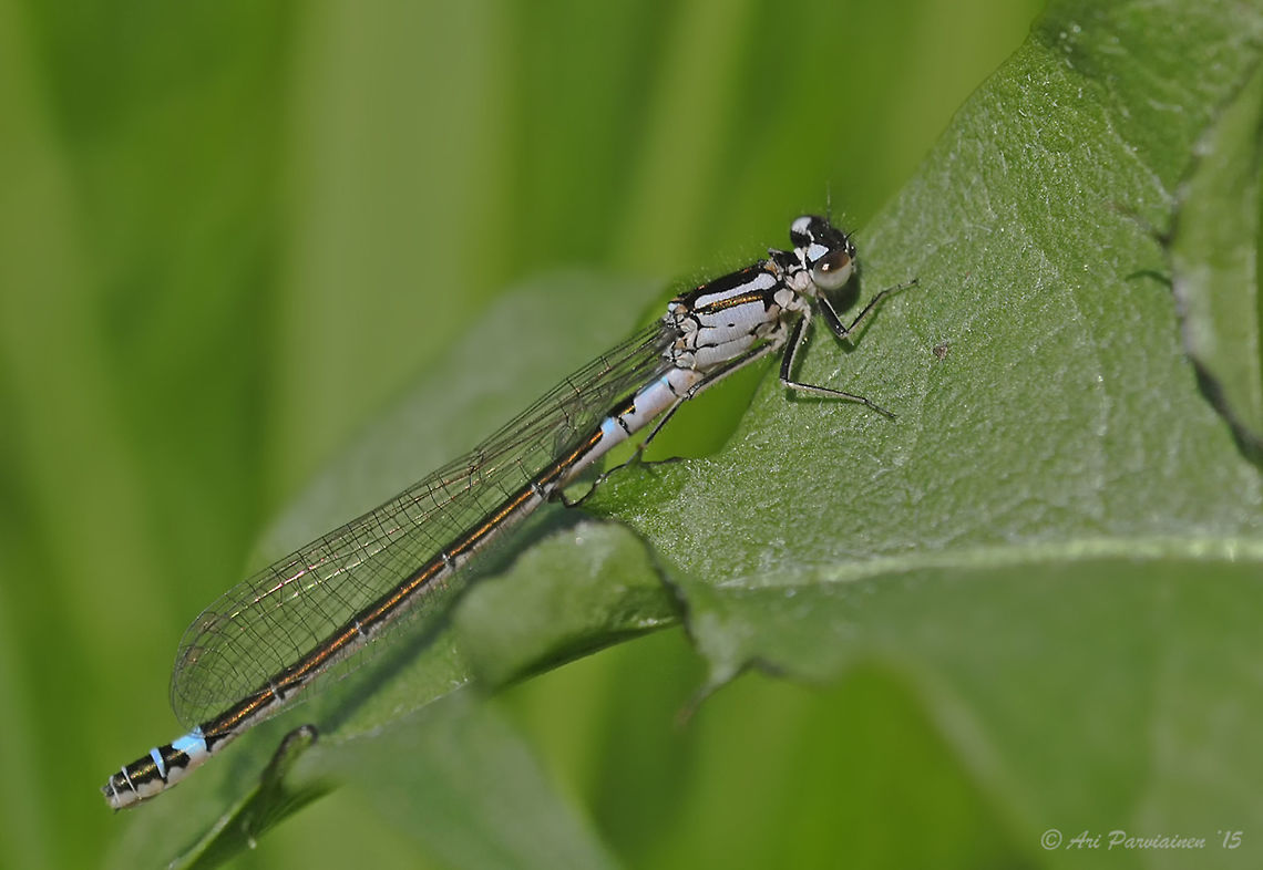 Coenagrion armatum, Joensuu, Finland This beautiful Damselfy has been shot by the local beach near my home. It took some time to identify this one and I'm so convinced this to be a female Dark Bluet (Norfolk Damselfly) (Coenagrion armatum) that I had the courage to ID it. This species is fairly uncommon in this area .<br />
<a href="http://www.dragonflypix.com/speciespages_en/coenagrion_armatum.html" rel="nofollow">http://www.dragonflypix.com/speciespages_en/coenagrion_armatum.html</a> Coenagrion,Coenagrion armatum,Coenagrionidae,Dark Bluet,Finland,Geotagged,Norfolk Damselfly,Norfolk damselfly or dark bluet,Spring,damselfly,finland,insect,odonata