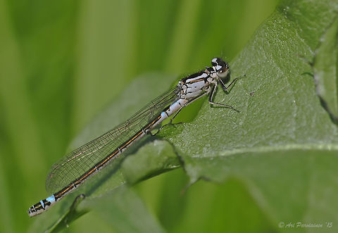Coenagrion armatum, Joensuu, Finland This beautiful Damselfy has been shot by the local beach near my home. It took some time to identify this one and I'm so convinced this to be a female Dark Bluet (Norfolk Damselfly) (Coenagrion armatum) that I had the courage to ID it. This species is fairly uncommon in this area .
http://www.dragonflypix.com/speciespages_en/coenagrion_armatum.html Coenagrion,Coenagrion armatum,Coenagrionidae,Dark Bluet,Finland,Geotagged,Norfolk Damselfly,Norfolk damselfly or dark bluet,Spring,damselfly,finland,insect,odonata