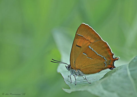 Brown Hairstreak (Thecla betulae) I found this nice Brown Hairstreak (Thecla betulae) last August and was very pleased to be able to shoot it and get some decent images. It was only the second ever for me. The species is more common in the south of Finland than here in the east where I live. This individual was female but it probably can't be seen from this shot. I have some other captures in which the female's large orange patches on the upperwings are shown. Brown hairstreak,Finland,Geotagged,Kitee,Scandinavia,Summer,Thecla betulae,august,butterfly,female,hairstreak,lepidoptera,lycaenidae,summer