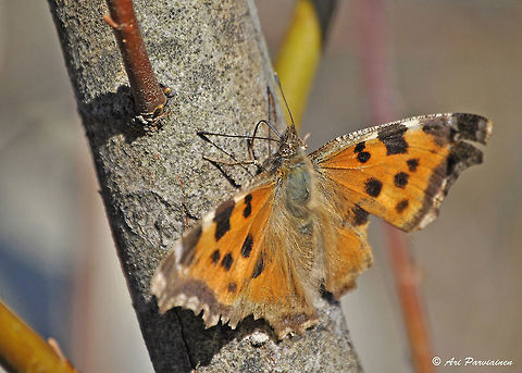 Scarce Tortoiseshell, Lieksa Finland This species (Nymphalis xanthomelas) has been very rare in Finland until recent years. It's not common yet but still possible to see nowadays if you're lucky enough.  Finland,Geotagged,Nymphalis xanthomelas,Scarce Tortoiseshell,Spring,april,butterfly,finland,large tortoiseshell,lepidoptera,lieksa,nymphalidae,scandinavia,spring,tortoiseshell,yellow-legged tortoisehell