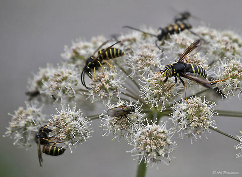 Spilomyia diophthalma - a beautiful hoverfly There are a fly with two wasps on the left and a Four-banded Longhorn Beetle (Leptura quadrifasciata) on the back in this image. And then there is the biggest one on the right which resembles a wasp a lot but is in fact a hoverfly (Spilomyia diophthalma). I didn't find an english name to this one - sorry. This is the one and only individual I have ever seen. Apparently it's pretty rare in eastern Finland. Pity because I think it is a very fine insect. Eristalinae,Finland,Four-banded Longhorn Beetle,Geotagged,Leptura,Leptura quadrifasciata,Lieksa,Scandinavia,Spilomyia,Spilomyia diophthalma,Summer,Syrphidae,bug,diophthalma,hoverfly,insect,wasp