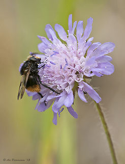 Volucella bombylans - another beautiful hoverfly Volucella bombylans is a very nice, furry, bumblebee-mimicking hoverfly which is a rather large hoverfly species. I found and photographed this individual as a bonus while searching for Blue butterflies to shoot. Finland,Geotagged,Scandinavia,Summer,Syrphidae,Volucella,Volucella bombylans,bombylans,hoverfly,liperi