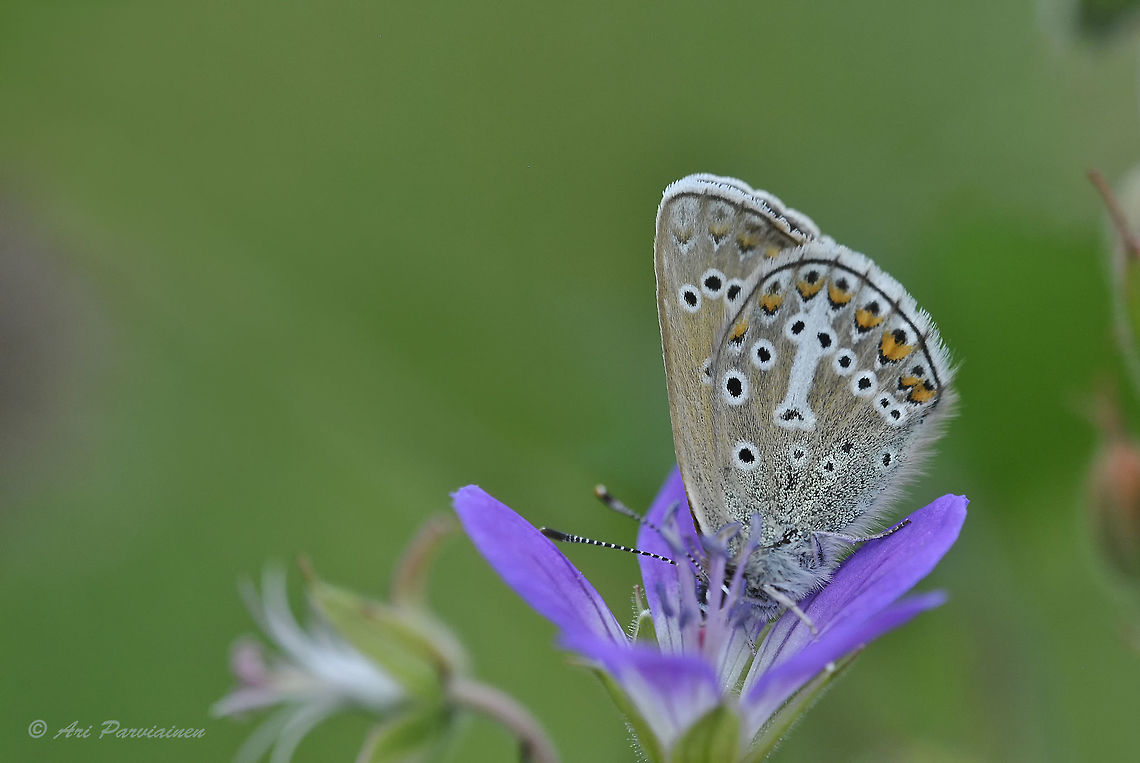 Geranium Argus, Juuka, Finland I photographed this Geranium argus in Juuka, eastern Finland a couple of years ago. These Blue butterflies are often rather challenging to identify.<br />
<br />
"The defining characteristic of eumedon is the unh white streak from the cell spot, along v5 to the post-discal spot, and sometimes beyond. The underside markings are more distinct in the female, which also usually has a deeper brown ground colour. It is usually tied closely to the larval hostplant, various species of Geranium, principally Wood Crane's-bill (Geranium sylvaticum)." <br />
<br />
<a href="http://www.butterfliesoffrance.com/html/Aricia" rel="nofollow">http://www.butterfliesoffrance.com/html/Aricia</a> eumedon.htm Aricia eumedon,Blue,Blue butterfly,Eumedonia eumedon,Finland,Geotagged,Geranium argus,Juuka,Lepidoptera,Lycaenidae,Plebeius eumedon,Plebejus eumedon,Spring,argus,butterfly,insect