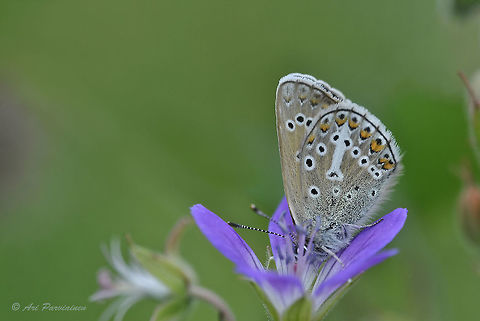 Geranium Argus, Juuka, Finland I photographed this Geranium argus in Juuka, eastern Finland a couple of years ago. These Blue butterflies are often rather challenging to identify.

"The defining characteristic of eumedon is the unh white streak from the cell spot, along v5 to the post-discal spot, and sometimes beyond. The underside markings are more distinct in the female, which also usually has a deeper brown ground colour. It is usually tied closely to the larval hostplant, various species of Geranium, principally Wood Crane's-bill (Geranium sylvaticum)." 

http://www.butterfliesoffrance.com/html/Aricia eumedon.htm Aricia eumedon,Blue,Blue butterfly,Eumedonia eumedon,Finland,Geotagged,Geranium argus,Juuka,Lepidoptera,Lycaenidae,Plebeius eumedon,Plebejus eumedon,Spring,argus,butterfly,insect