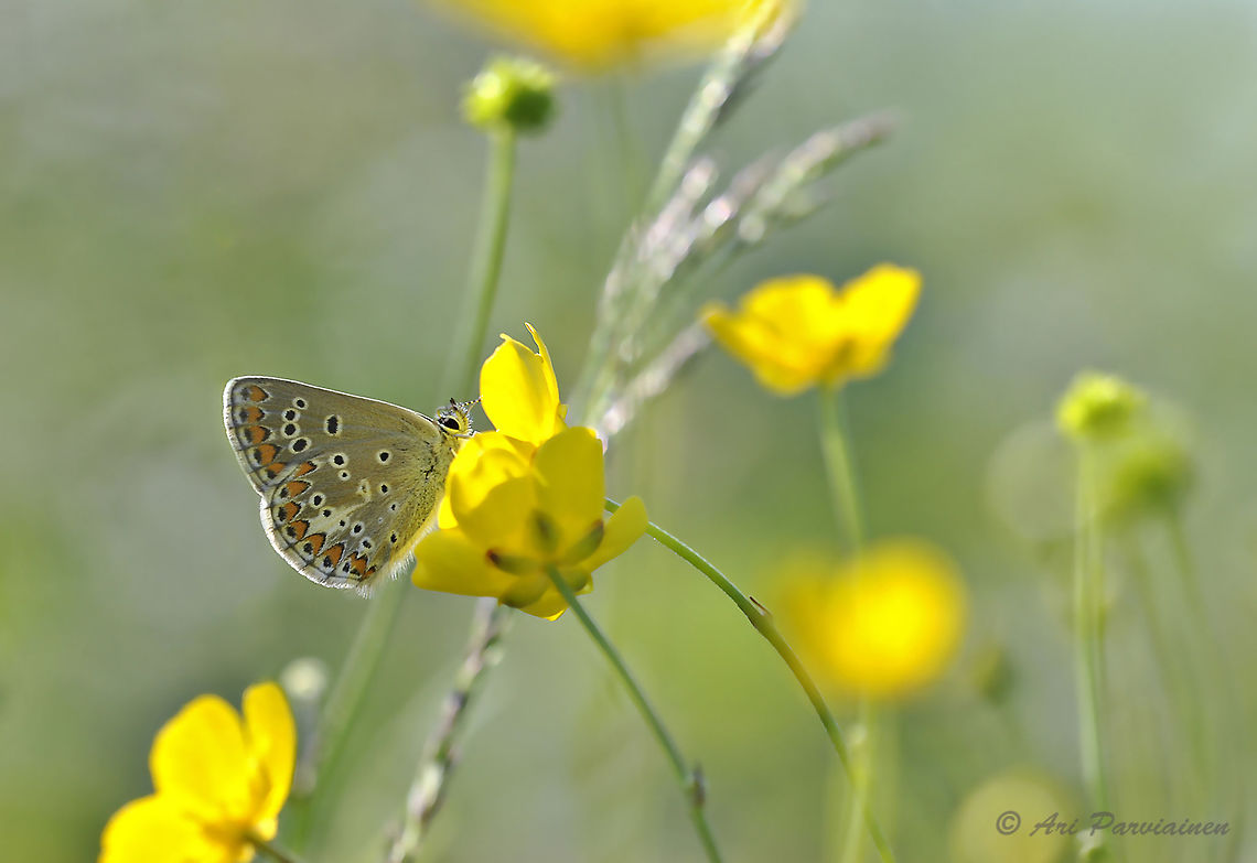 Northern Brown Argus, Juuka, Finland This Northern Brown Argus (Aricia artaxerxes) has been shot near the place where I photographed the Geranium argus (my previous upload) in Juuka, eastern Finland. Aricia artaxerxes,Blue,Blue butterfly,Finland,Geotagged,Juuka,Lepidoptera,Lycaenidae,Northern Brown Argus,Northern brown argus,Summer,argus,butterfly,insect