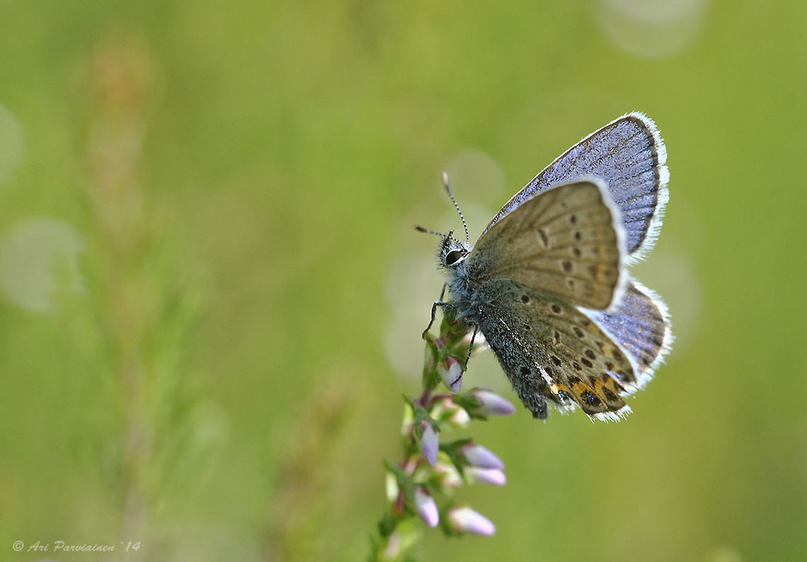 Idas Blue (Plebejus idas) Idas Blue is not very easy to identify, especially the females. Separating Idas from Silver-studded Blue can be really tricky if not impossible. I have identified this male as Idas Blue on the basis of the combination of underside patterning and rather narrow black edges on the upperwings. If you disagree I would be very pleased to know because I'm eagerly trying to learn to identify these magnificent creatures ;-). Finland,Geotagged,Idas Blue,Lepidoptera,Lycaenidae,Plebejus,Plebejus idas,Scandinavia,Summer,blue,butterfly,closeup,insect,macro,summer