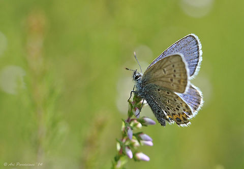 Idas Blue (Plebejus idas) Idas Blue is not very easy to identify, especially the females. Separating Idas from Silver-studded Blue can be really tricky if not impossible. I have identified this male as Idas Blue on the basis of the combination of underside patterning and rather narrow black edges on the upperwings. If you disagree I would be very pleased to know because I'm eagerly trying to learn to identify these magnificent creatures ;-). Finland,Geotagged,Idas Blue,Lepidoptera,Lycaenidae,Plebejus,Plebejus idas,Scandinavia,Summer,blue,butterfly,closeup,insect,macro,summer