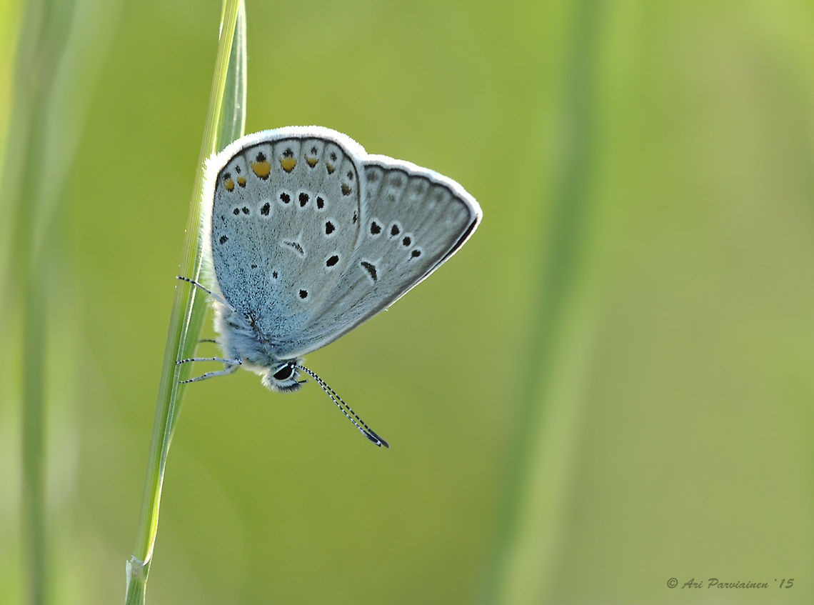 Amanda's Blue (Polyommatus amandus) Amanda&#039;s Blue is rather common in most of Finland. It lacks only from the most northern parts of Lapland. This one has been photographed in the east where I live. Amanda's Blue,Finland,Geotagged,Lepidoptera,Lycaenidae,Polyommatus,Polyommatus amandus,Scandinavia,Summer,blue,butterfly,closeup,insect,macro,summer