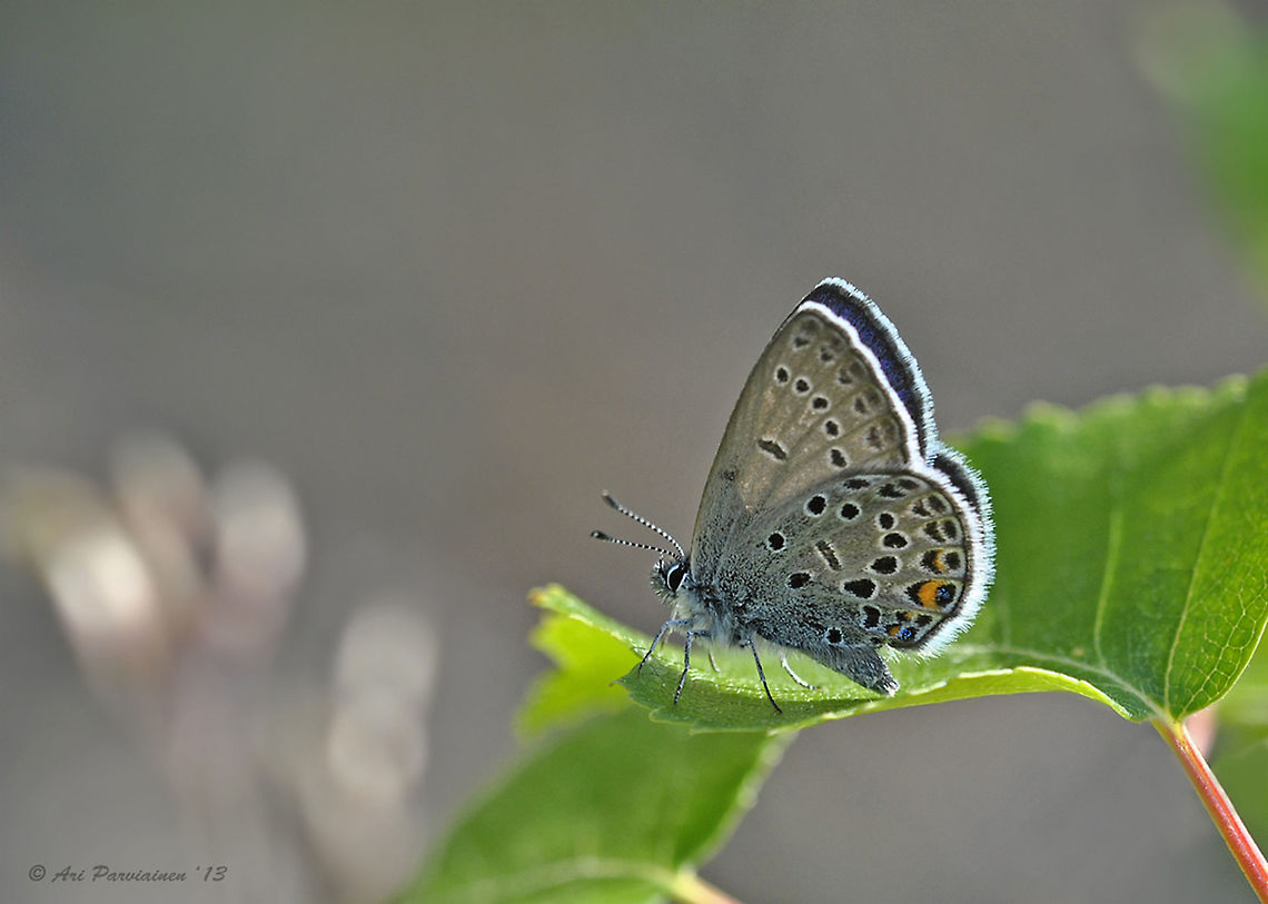 Cranberry Blue (Plebejus optilete) This is one of the more easily identifiable Blue butterflies. It has only 1-3 orange spots on its hind wing. Cranberry Blue is common in the whole of Finland. Blue,Butterfly,Closeup,Cranberry Blue,Finland,Geotagged,Juuka,Lepidoptera,Lycaenidae,Plebejus,Plebejus optilete,Scandinavia,Summer,insect,macro,summer