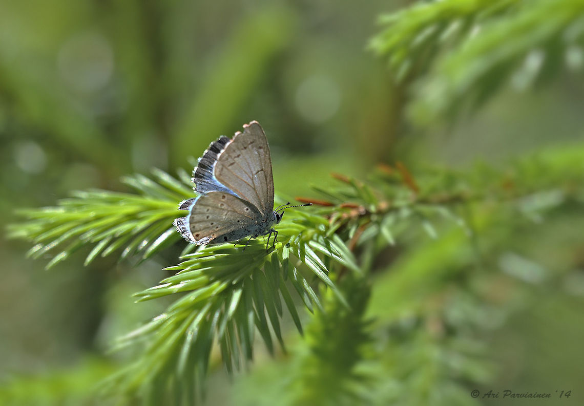 Holly Blue (Celastrina argiolus) Holly Blue is rather common in the south and central Finland in the spring and early summer. In the north it is scarcer. This individual is female which can be told on the basis of the very broad black band on the edge of the upper fore wing. Blue,Celastrina,Celastrina argiolus,Finland,Geotagged,Holly Blue,Lepidoptera,Lieksa,Lycaenidae,Macro,Scandinavia,Spring,butterfly,closeup,female,insect,summer