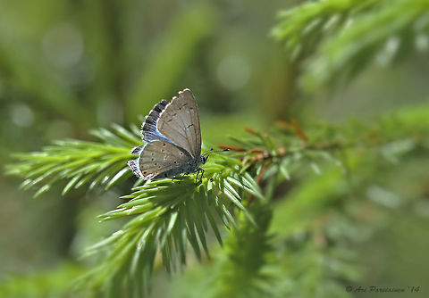 Holly Blue (Celastrina argiolus) Holly Blue is rather common in the south and central Finland in the spring and early summer. In the north it is scarcer. This individual is female which can be told on the basis of the very broad black band on the edge of the upper fore wing. Blue,Celastrina,Celastrina argiolus,Finland,Geotagged,Holly Blue,Lepidoptera,Lieksa,Lycaenidae,Macro,Scandinavia,Spring,butterfly,closeup,female,insect,summer
