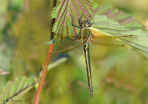 Brilliant Emerald (Somatochlora metallica), Finland Last year I finally got some shots of this beautiful dragonfly, Brilliant Emerald. It has been very hard to get any chances earlier because they really don't tend to land ever. Fortunately it's rather common here so I'm waiting for the next chance to get better shots with cleaner background :). This individual can be identified as female on the basis of its long vulvar scale which is partly visible in the image.
"The Brilliant Emerald is probably the commonest Emerald in Europe. Its range stretches from Northern Scandinavia down to France and Northern Italy. Somatochlora metallica is a medium-sized dragonfly and - in terms of its behaviour - a typical Emerald species; it's a tireless flier and will hardly ever settle down for a rest.The species' distinguishing features include its entirely metallic-green body and the female's exceedingly long vulvar scale, which sits at a 90-degree angle to the abdomen."

http://www.dragonflypix.com/speciespages_fi/somatochlora_metallica.html Anisoptera,Brilliant Emerald,Brilliant emerald,Corduliidae,Emerald,Finland,Geotagged,Joensuu,Libellulidae,Odonata,Pohjois-Karjala,Scandinavia,Somatochlora,Somatochlora metallica,Summer,dragonfly,female,insect,summer