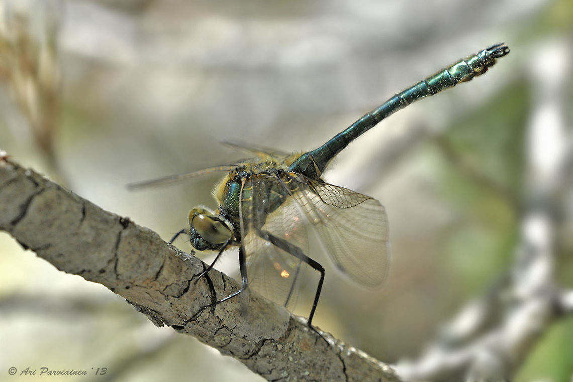 Downy Emerald (Cordulia aenea), Finland This male Downy Emerald has been photographed a couple of years ago in Lieksa, eastern Finland. <br />
<br />
&quot;The Downy Emerald (Cordulia aenea) is the only species of its genus in Europe. It&#039;s a relatively common species in Central and Northern Europe, but very rare in the British Isles, Northern Sweden and Norway, and the Mediterranean basin.<br />
<br />
Downy Emerald&#039;s distinguishing features include the bronze (rather than green-metallic) colour of the abdomen, the dark yellow patches at the wing bases, the male&#039;s clubbed abdomen (broadest at S7-8), the large white patch on the underside of the female&#039;s S3, and the absence of the long vulvar scale typical of the female Brilliant (or Balkan) Emerald.&quot;<br />
<br />
<a href="http://www.dragonflypix.com/speciespages_fi/cordulia_aenea.html" rel="nofollow">http://www.dragonflypix.com/speciespages_fi/cordulia_aenea.html</a> Anisoptera,Cordulia,Cordulia aenea,Corduliidae,Downy Emerald,Downy emerald,Emerald,Finland,Geotagged,Libellulidae,Lieksa,Odonata,Pohjois-Karjala,Scandinavia,Spring,dragonfly,insect,male,summer
