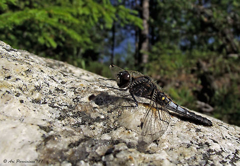 Female Lilypad Whiteface (Leucorrhinia caudalis), Finland Lilypad Whiteface is a southern species in Finland and it is rather scarce and protected under the Nature Conservation Act. This was my first individual of this species and I was lucky enough to get some shots with my old Fujifilm compact camera. I still haven't seen this one again up to this day. Enonkoski,Etelä-Savo,Finland,Geotagged,Leucorrhinia,Leucorrhinia caudalis,Libellulidae,Lilypad whiteface,Odonata,Scandinavia,Summer,closeup,dragonfly,female,insect,summer,whiteface