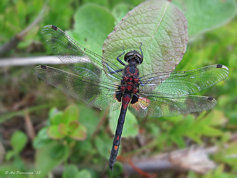 Male Small Whiteface (Leucorrhinia dubia), Finland One of the most common dragonflies in Finland. This one is male.                    Finland,Geotagged,Juuka,Leucorrhinia,Leucorrhinia dubia,Libellulidae,Odonata,Pohjois-Karjala,Scandinavia,Small whiteface,Spring,White-faced Darter,closeup,dragonfly,insect,male,summer,whiteface