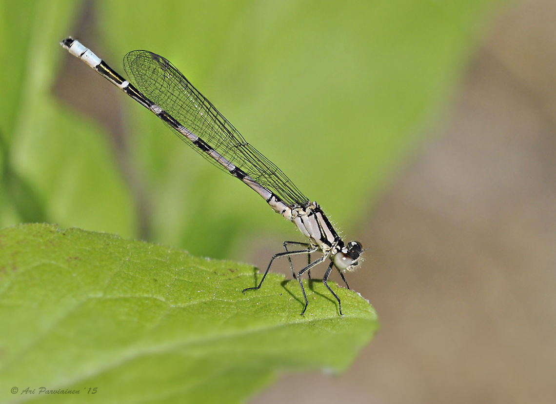 Common Bluet (Enallagma cyathigerum), Finland The Common Bluet is the commonest and most widespread damselfly in Europe. Its range stretches from the North of Scandinavia to the South of the Mediterranean. Coenagrionidae,Common Bluet,Common blue damselfly,Enallagma cyathigerum,Finland,Geotagged,Liperi,Odonata,Pohjois-Karjala,Scandinavia,Summer,Zygoptera,damselfly,insect,summer