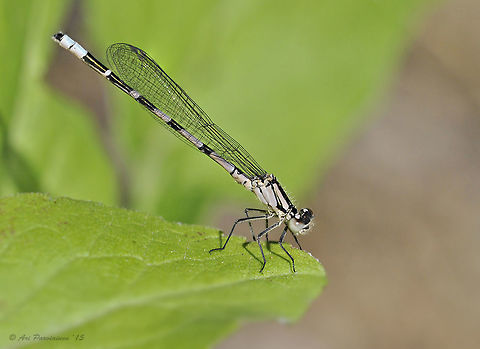 Common Bluet (Enallagma cyathigerum), Finland The Common Bluet is the commonest and most widespread damselfly in Europe. Its range stretches from the North of Scandinavia to the South of the Mediterranean. Coenagrionidae,Common Bluet,Common blue damselfly,Enallagma cyathigerum,Finland,Geotagged,Liperi,Odonata,Pohjois-Karjala,Scandinavia,Summer,Zygoptera,damselfly,insect,summer