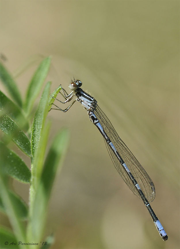 Arctic Bluet (Coenagrion johanssoni), Finland The Arctic Bluet (Coenagrion johanssoni) is a tiny damselfly which distribution in Europe is northern and northeastern. It occurs from Scandinavia (except Denmark), Baltic countries and Belarus eastwards and is missing from central and southern Europe. The individual in the image is male. Arctic Bluet,Arctic bluet,Coenagrion johanssoni,Coenagrionidae,Finland,Geotagged,Odonata,Pohjois-Karjala,Scandinavia,Spring,Tohmaj&auml;rvi,Zygoptera,damselfly,insect,male,summer