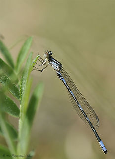 Arctic Bluet (Coenagrion johanssoni), Finland The Arctic Bluet (Coenagrion johanssoni) is a tiny damselfly which distribution in Europe is northern and northeastern. It occurs from Scandinavia (except Denmark), Baltic countries and Belarus eastwards and is missing from central and southern Europe. The individual in the image is male. Arctic Bluet,Arctic bluet,Coenagrion johanssoni,Coenagrionidae,Finland,Geotagged,Odonata,Pohjois-Karjala,Scandinavia,Spring,Tohmajärvi,Zygoptera,damselfly,insect,male,summer