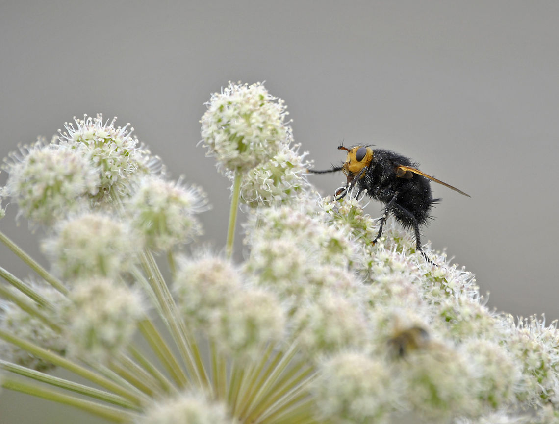 Tachina grossa - Giant Tachinid Fly, Finland Tachina grossa is the largest Tachinid in Europe. It is fairly rare in eastern Finland and I have seen it only a few times. As a fly it&#039;s a very impressive sight. Diptera,Finland,Geotagged,Pohjois-Karjala,Scandinavia,Summer,Tachina,Tachina grossa,Tachinid,Tachinidae,giant tachinid fly,insect