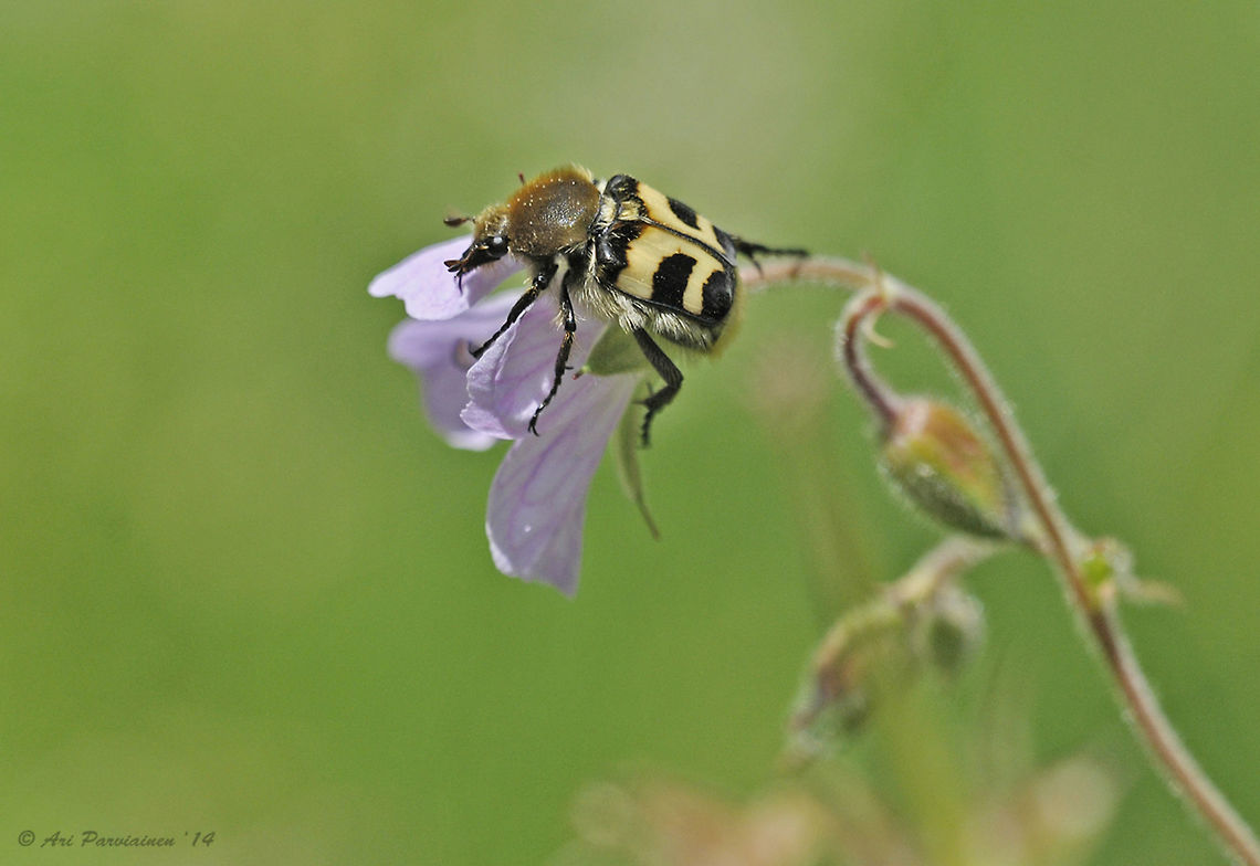 Trichius fasciatus - Bee-beetle, Finland Bee-beetle (Trichius fasciatus) is present in most of Europe and in the East Palearctic ecozone. It is common also in Finland. In this image it&#039;s feeding on Wood Cranesbill (Geranium sylvaticum). Bee-beetle,Coleoptera,Finland,Geotagged,Pohjois-Karjala,Scandinavia,Scarabaeidae,Summer,Trichius,Trichius fasciatus,insect