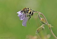 Trichius fasciatus - Bee-beetle, Finland Bee-beetle (Trichius fasciatus) is present in most of Europe and in the East Palearctic ecozone. It is common also in Finland. In this image it's feeding on Wood Cranesbill (Geranium sylvaticum). Bee-beetle,Coleoptera,Finland,Geotagged,Pohjois-Karjala,Scandinavia,Scarabaeidae,Summer,Trichius,Trichius fasciatus,insect